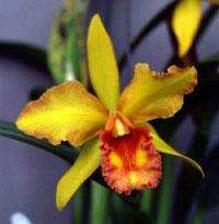 Rhyncholaeliocattleya San Juan Sunset