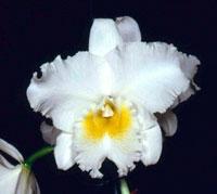 Rhyncholaeliocattleya Six Bells