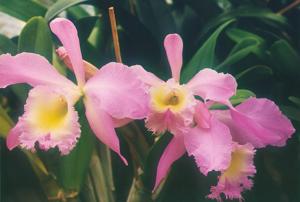 Rhyncholaeliocattleya Heatonensis