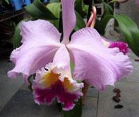 Rhyncholaeliocattleya Imperialis