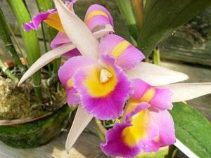 Rhyncholaeliocattleya Clown Francis