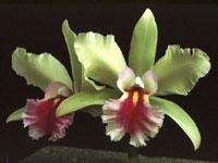 Rhyncholaeliocattleya Emerald Meadow