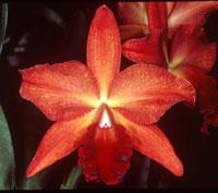 Rhyncholaeliocattleya Maggie McKenzie