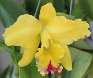 Rhyncholaeliocattleya Mount Yellowthorne