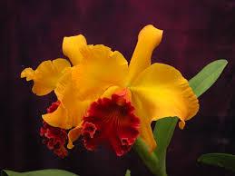 Rhyncholaeliocattleya Pastushin's Gold