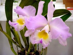 Rhyncholaeliocattleya Languedoc