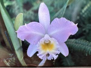 Rhyncholaeliocattleya Languedoc