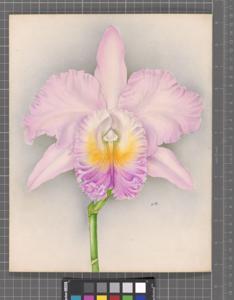 Rhyncholaeliocattleya Speciosa