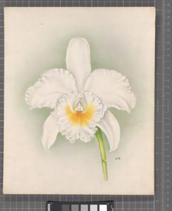 Rhyncholaeliocattleya Speciosa