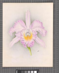 Rhyncholaeliocattleya Speciosa