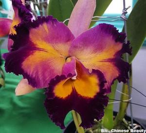 Rhyncholaeliocattleya Chinese Beauty