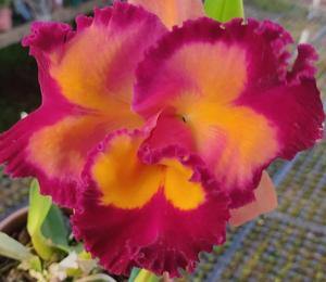 Rhyncholaeliocattleya Chinese Beauty