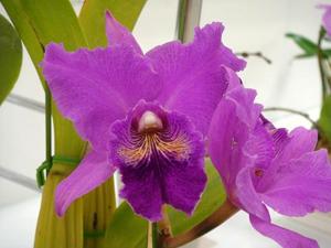 Rhyncholaeliocattleya Emily Shupe