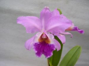 Rhyncholaeliocattleya Enid Moore