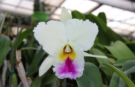 Rhyncholaeliocattleya Enid Moore