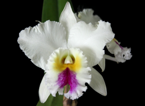 Rhyncholaeliocattleya Enid Moore