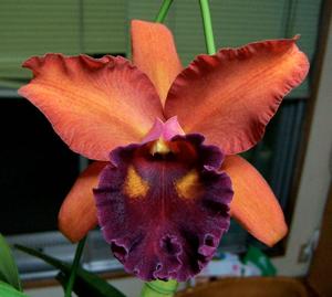 Rhyncholaeliocattleya Eve Marie Barnett