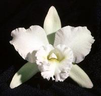 Rhyncholaeliocattleya FollÃ©esse