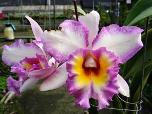 Rhyncholaeliocattleya Golden Llewellyn