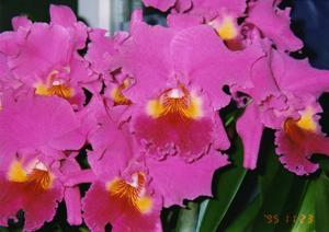 Rhyncholaeliocattleya Malibu Gem