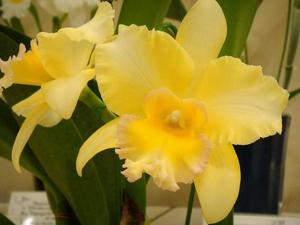 Rhyncholaeliocattleya Malvern