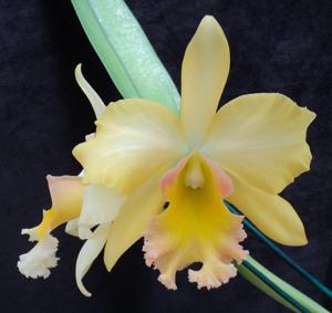 Rhyncholaeliocattleya Malvern