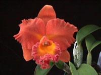 Rhyncholaeliocattleya Malworth Sunset