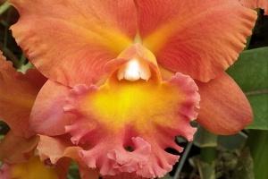 Rhyncholaeliocattleya Malworth Sunset