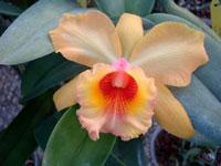 Rhyncholaeliocattleya Memoria Benigno Aquino