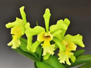 Rhyncholaeliocattleya Orglade's Chartreuse