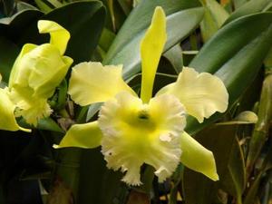 Rhyncholaeliocattleya Orglade's Seaspray