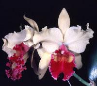 Rhyncholaeliocattleya Richard Nixon