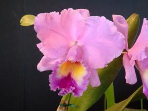 Rhyncholaeliocattleya Spring Dawn