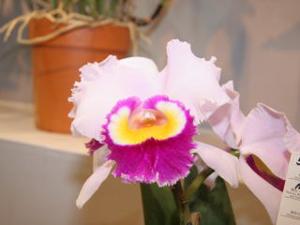 Rhyncholaeliocattleya Strathview