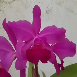 Rhyncholaeliocattleya Velsie