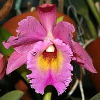 Rhyncholaeliocattleya Wake Island