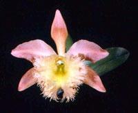 Rhyncholaeliocattleya Trinket