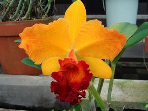 Rhyncholaeliocattleya Christiaan Barnard