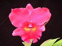 Rhyncholaeliocattleya Manu Ula