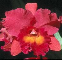 Rhyncholaeliocattleya Sally Taylor