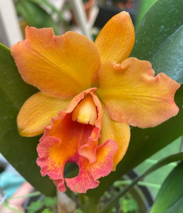 Rhyncholaeliocattleya Yellow Glory