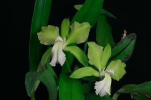 Rhyncholaeliocattleya Green Dragoon