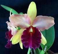 Rhyncholaeliocattleya Sunset Bay (Miyamoto)