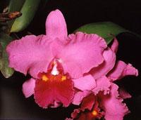 Rhyncholaeliocattleya Edwin Chong