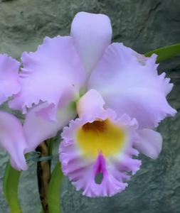 Rhyncholaeliocattleya Chesty Puller