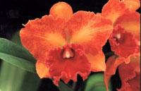 Rhyncholaeliocattleya Blumen Insel