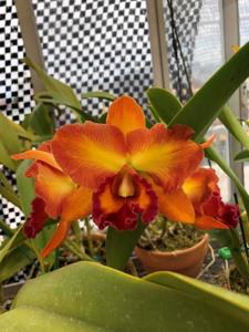 Rhyncholaeliocattleya Blumen Insel