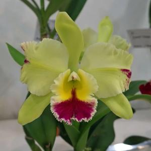 Rhyncholaeliocattleya Magic Meadow