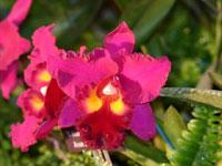 Rhyncholaeliocattleya Myrtle Beach