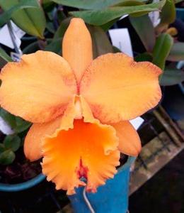 Rhyncholaeliocattleya Owen Holmes